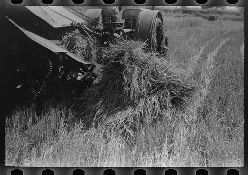 Untitled photo, possibly related to: Cutting rice with binder, Crowley, Louisiana
