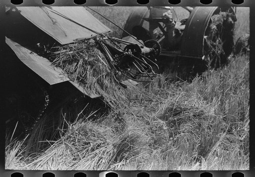 Untitled photo, possibly related to: Cutting rice with binder, Crowley, Louisiana