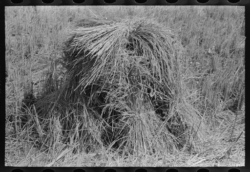 Shocks of rice in field near Crowley, Louisiana
