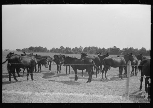 Untitled photo, possibly related to: Mules, Lake Dick Cooperative Association, Lake Dick, Arkansas