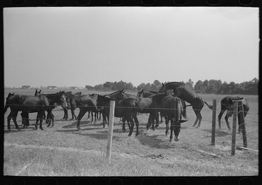 Untitled photo, possibly related to: Mules, Lake Dick Cooperative Association, Lake Dick, Arkansas