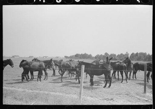 Mules, Lake Dick Cooperative Association, Lake Dick, Arkansas