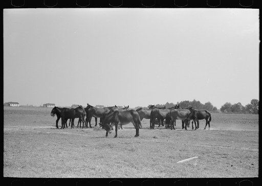 Untitled photo, possibly related to: Mules, Lake Dick Cooperative Association, Lake Dick, Arkansas