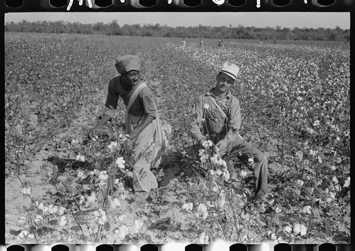 Cotton pickers, Lake Dick Project, Arkansas
