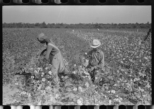 Untitled photo, possibly related to: Cotton pickers, Lake Dick Project, Arkansas