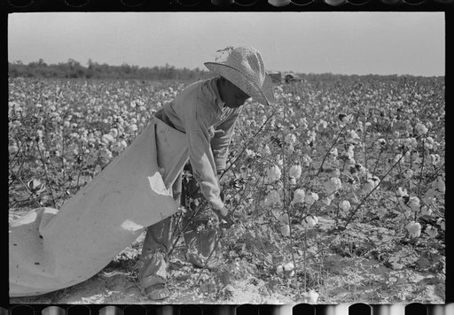 Cotton picker in fields of Lake Dick Cooperative Association. He is paid by the day and lives in Pine Bluff, Arkansas. Rate of pay: seventy-five cents per one hundred pounds