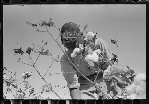 Picking cotton, Lake Dick Project, Arkansas