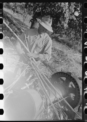 Untitled photo, possibly related to: Stripping sorghum prior to crushing. Sorghum mill at Lake Dick Project, Arkansas
