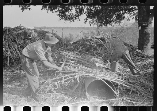 Stripping sorghum prior to crushing. Sorghum mill at Lake Dick Project, Arkansas