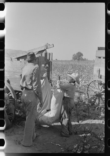 Weighing cotton, Lake Dick Project, Arkansas