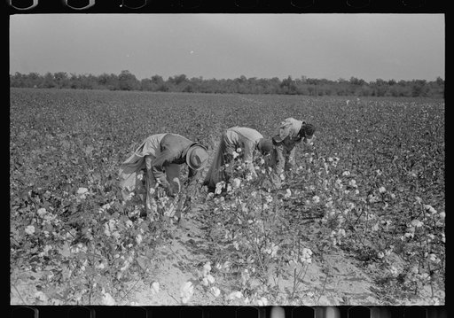 Picking cotton, Lake Dick Project, Arkansas