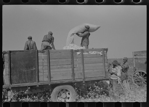 Emptying sacks of cotton onto truck, Lake Dick Project, Arkansas
