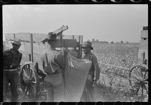 Untitled photo, possibly related to: Negro cotton pickers on truck, Lake Dick, Arkansas