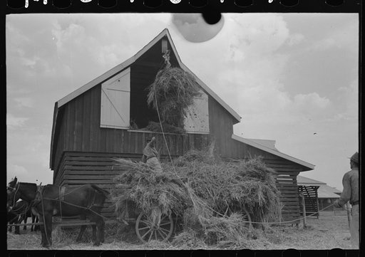 Untitled photo, possibly related to: Elevating hay into loft, Lake Dick Project, Arkansas