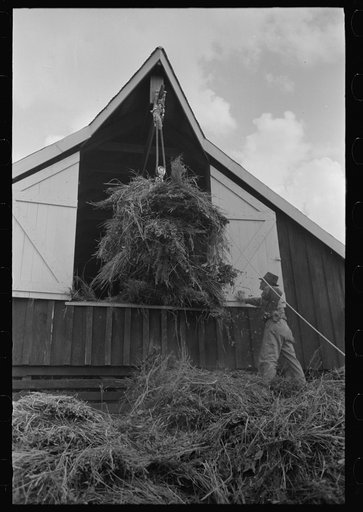 Elevating hay into loft, Lake Dick Project, Arkansas
