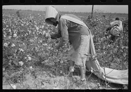 Cotton picker, Lake Dick Project, Arkansas