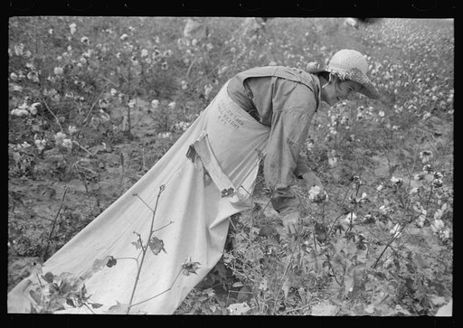 Untitled photo, possibly related to: Cotton picker, Lake Dick Project, Arkansas