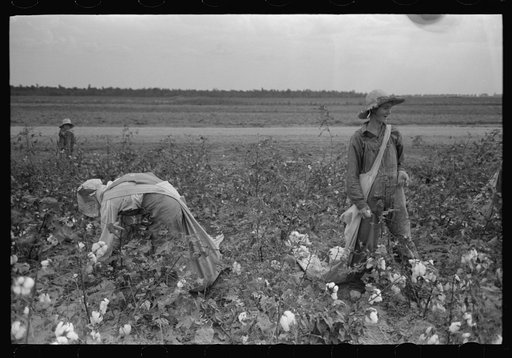 Untitled photo, possibly related to: Cotton pickers, Lake Dick Project, Arkansas