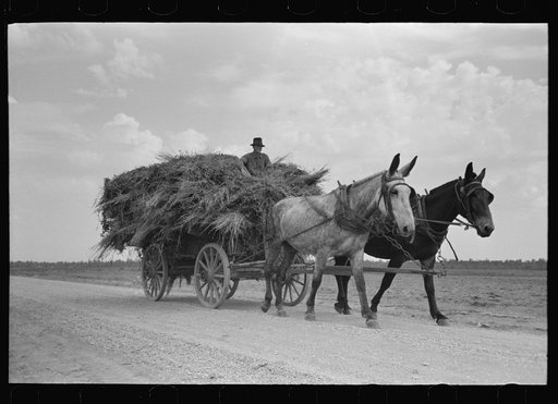 Moving soybean hay to barn, Lake Dick Project, Arkansas