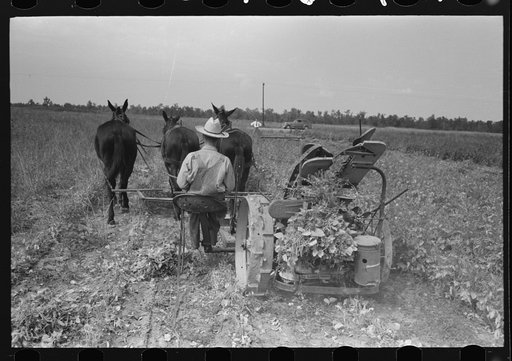 Raking soybean hay, Lake Dick Project, Arkansas