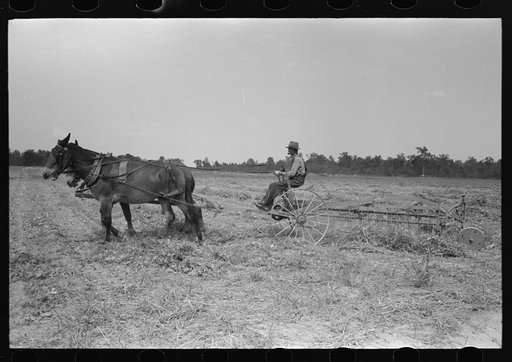 Untitled photo, possibly related to: Raking soybean hay, Lake Dick Project, Arkansas