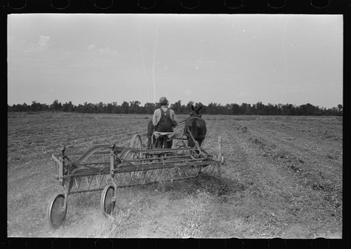 Untitled photo, possibly related to: Raking soybean hay, Lake Dick Project, Arkansas