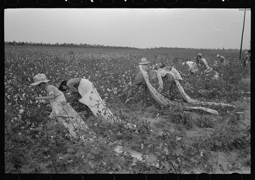 Picking cotton, members of Lake Dick Cooperative Association working together