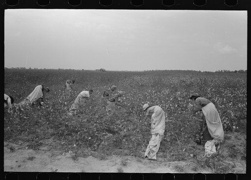 Untitled photo, possibly related to: Picking cotton, members of Lake Dick Cooperative Association working together