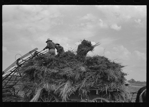 Handling soybean hay from loader onto wagon, Lake Dick Project, Arkansas