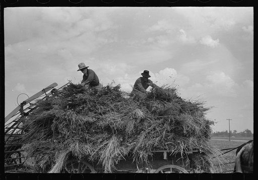 Untitled photo, possibly related to: Handling soybean hay from loader onto wagon, Lake Dick Project, Arkansas