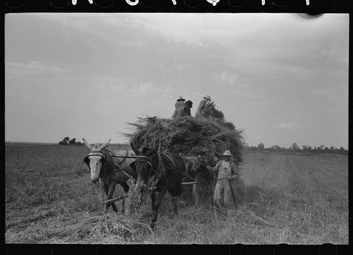 Untitled photo, possibly related to: Hay loading machine in operation, Lake Dick Project, Arkansas