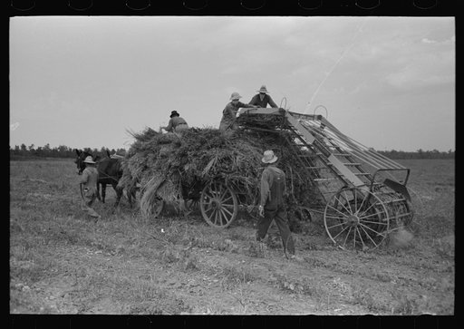 Untitled photo, possibly related to: Putting up soybean hay. Man driving mule is president of cooperative association. Lake Dick Project, Arkansas