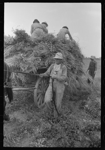 Putting up soybean hay. Man driving mule is president of cooperative association. Lake Dick Project, Arkansas