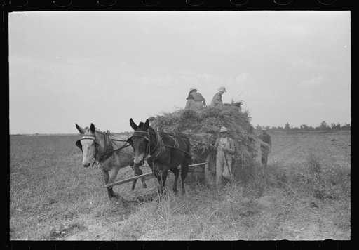 Untitled photo, possibly related to: Putting up soybean hay. Man driving mule is president of cooperative association. Lake Dick Project, Arkansas