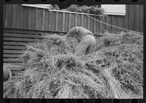 Untitled photo, possibly related to: Elevating hay into loft, Lake Dick Project, Arkansas