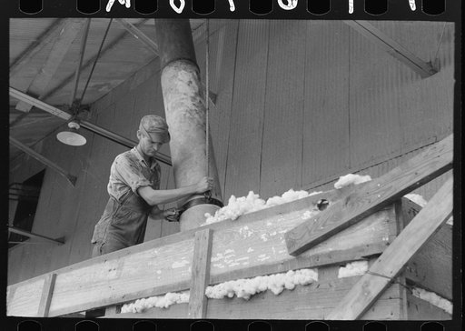 Member of cooperative association directing suction pipe for elevating of cotton from wagon, Lake Dick, Arkansas
