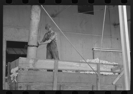 Member of cooperative association directing suction pipe for elevating cotton from wagon, Lake Dick Project, Arkansas