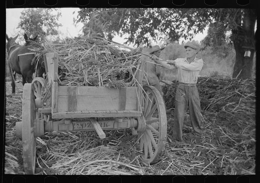 Farmer loading strippings from sorghum into wagon, Lake Dick Project, Arkansas