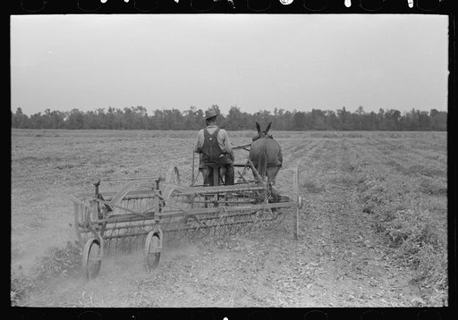 Untitled photo, possibly related to: Member of Lake Dick Cooperative Association, Lake Dick Project, Arkansas