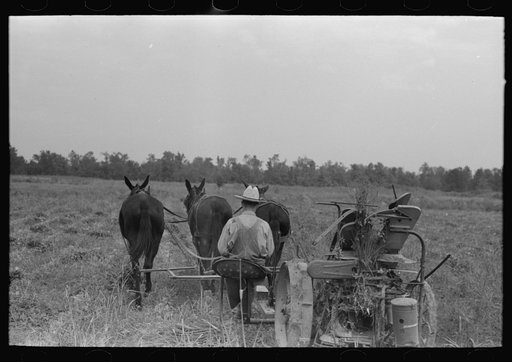 Untitled photo, possibly related to: Cutting hay, Lake Dick Project, Arkansas