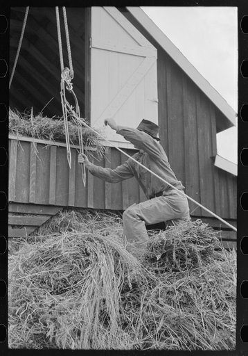 Reaching for grab used in hoisting hay to loft, Lake Dick Project, Arkansas