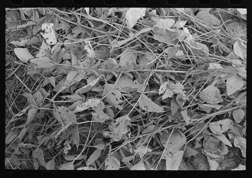 Soybean hay, Lake Dick Project, Arkansas