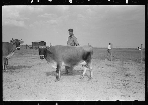 Untitled photo, possibly related to: Member of Lake Dick cooperative with one of their cattle. Lake Dick Project, Arkansas