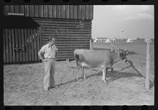 Member of Lake Dick cooperative with one of their cattle. Lake Dick Project, Arkansas