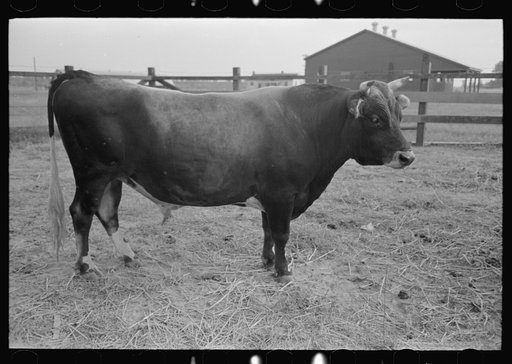 Bull, Lake Dick Project, Arkansas