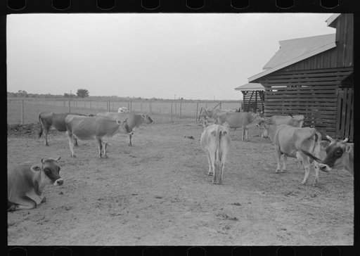 Untitled photo, possibly related to: Bull, Lake Dick Project, Arkansas