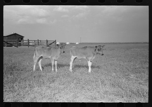 Untitled photo, possibly related to: Dairy barns, Lake Dick Project, Arkansas