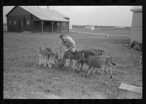 Untitled photo, possibly related to: Dairy barns, Lake Dick Project, Arkansas