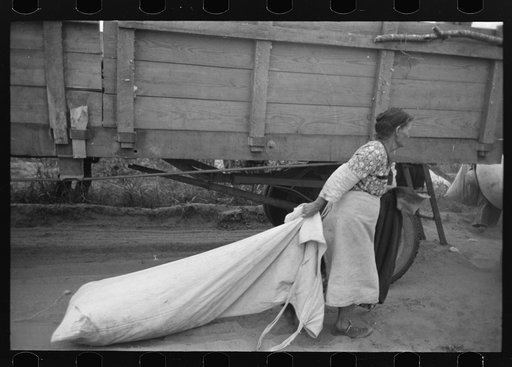 Woman cotton picker dragging bag of cotton, Lake Dick Project, Arkansas