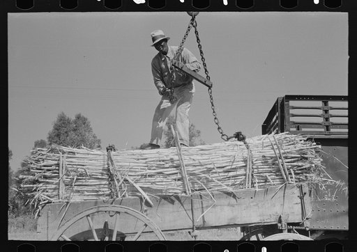 Untitled photo, possibly related to: Farmer atop load of sugarcane, New Roads, Louisiana